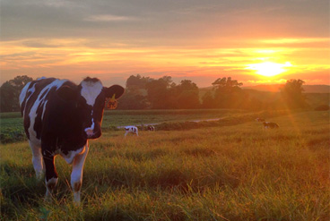 sunset on Gilmer Dairy Farm